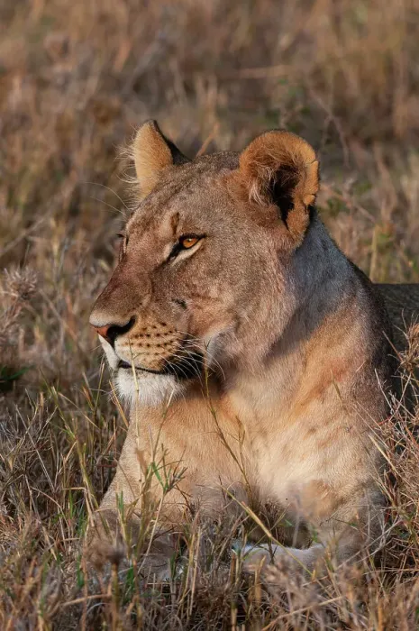 Framed Print : Portrait of a lioness, Panthera leo, at rest. Masai Mara National Reserve, Kenya Framed Print : Portrait of a lioness, Panthera leo, at rest. Masai Mara National Reserve, Kenya