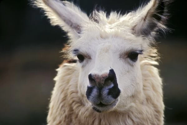 Portrait of a llama