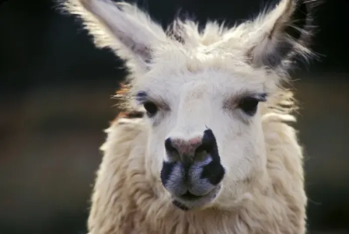 Framed Print : Portrait of a llama