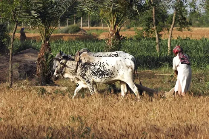 Framed Print : Portrait of a local man in agriculture in Faisalabad