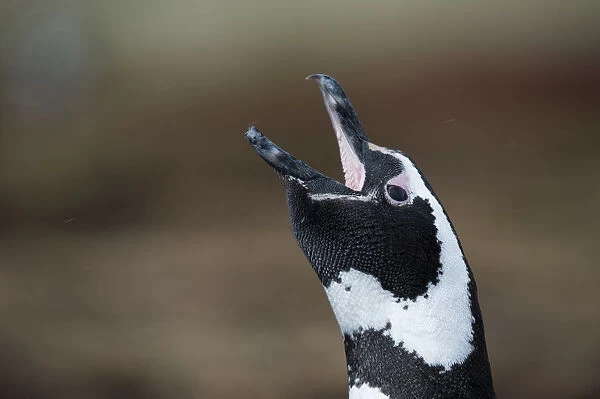 Portrait of a Magellanic penguin, Spheniscus magellanicus