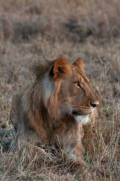 Portrait of a male lion, Panthera leo, at rest. Masai Mara National Reserve, Kenya