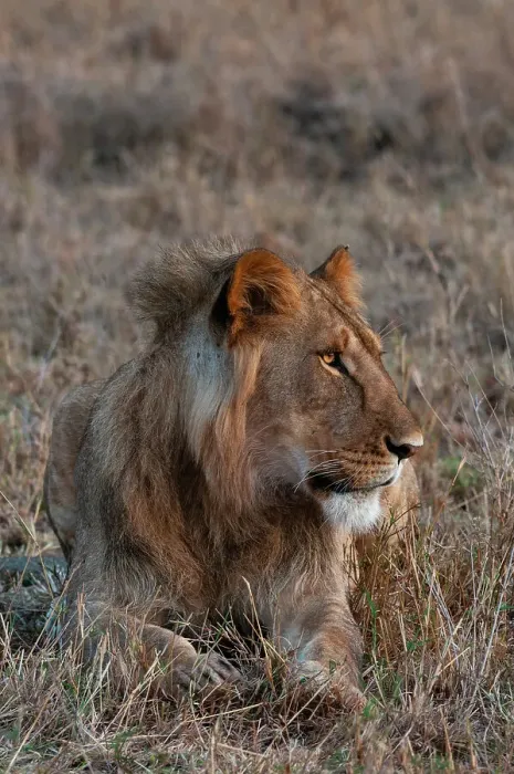 Framed Print : Portrait of a male lion, Panthera leo, at rest. Masai Mara National Reserve, Kenya Framed Print : Portrait of a male lion, Panthera leo, at rest. Masai Mara National Reserve, Kenya