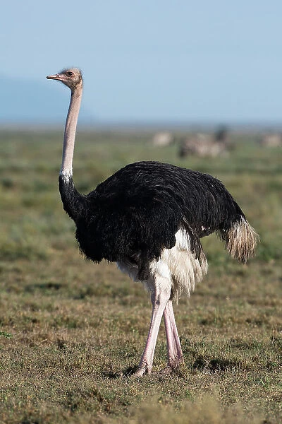 Portrait of a male ostrich, Struthio camelus, in Ndutu plains. Ndutu, Ngorongoro Conservation Area, Tanzania