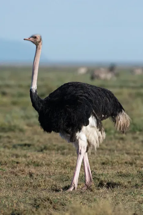 Framed Print : Portrait of a male ostrich, Struthio camelus, in Ndutu plains. Ndutu, Ngorongoro Conservation Area, Tanzania Framed Print : Portrait of a male ostrich, Struthio camelus, in Ndutu plains. Ndutu, Ngorongoro Conservation Area, Tanzania