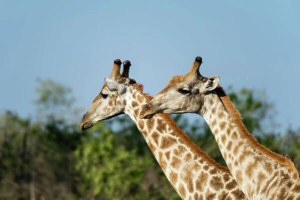 A portrait of two male southern giraffes, Giraffa camelopardalis. Okavango Delta, Botswana