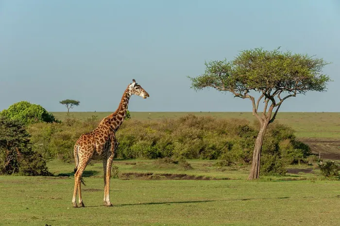 Framed Print : Portrait of a Masai giraffe, Giraffa camelopardalis. Masai Mara National Reserve, Kenya Framed Print : Portrait of a Masai giraffe, Giraffa camelopardalis. Masai Mara National Reserve, Kenya
