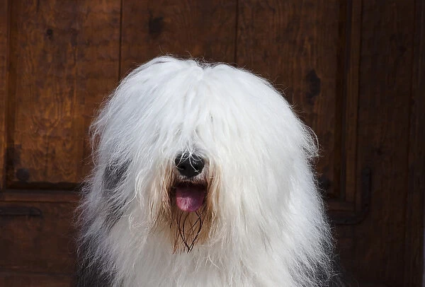 Portrait of an Old English Sheepdog