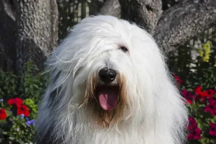 Framed Print : Portrait of an Old English Sheepdog sitting in front of flowers