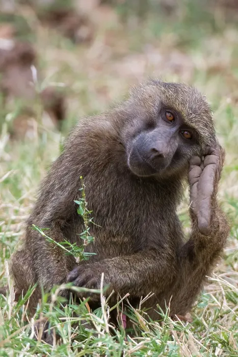Framed Print : Portrait of an olive baboon, Papio Anubis, Kalama Conservancy, Samburu, Kenya. Kenya
