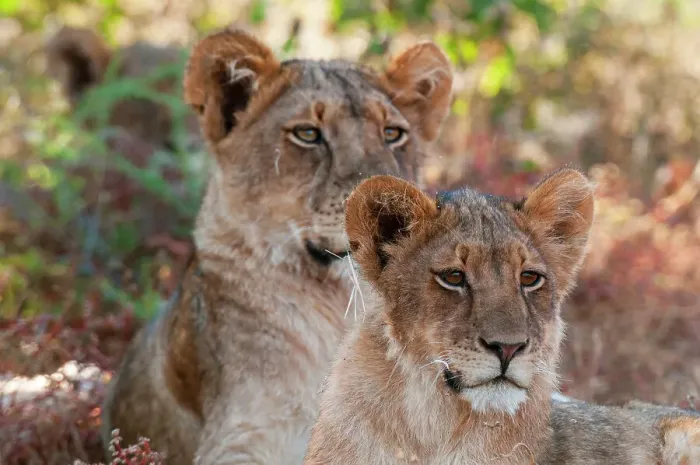 Framed Print : Portrait of a pair of resting lions, Panthera leo. Mashatu Game Reserve, Botswana
