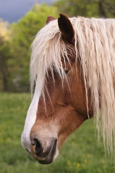 Portrait of Palomino horse, Cades Cove, Great Smoky Mountains N. P. TN