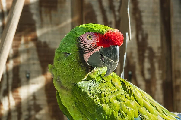 Portrait of a Parrot
