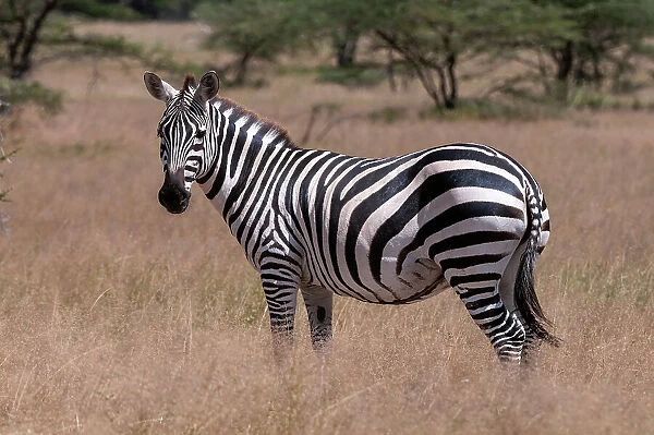 Portrait of a plains or common zebra, Equus quagga. Samburu Game Reserve, Kenya