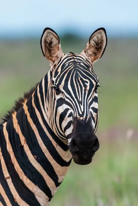 Framed Print : Portrait of a plains zebra, Equus quagga, looking at the camera. Voi, Tsavo, Kenya