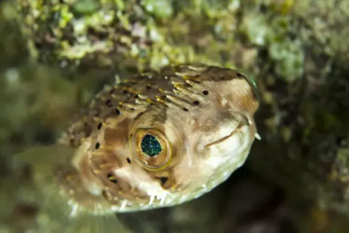 Framed Print : Portrait of a puffer fish with green eyes in the clear waters off Staniel Cay, Exuma Framed Print : Portrait of a puffer fish with green eyes in the clear waters off Staniel Cay, Exuma