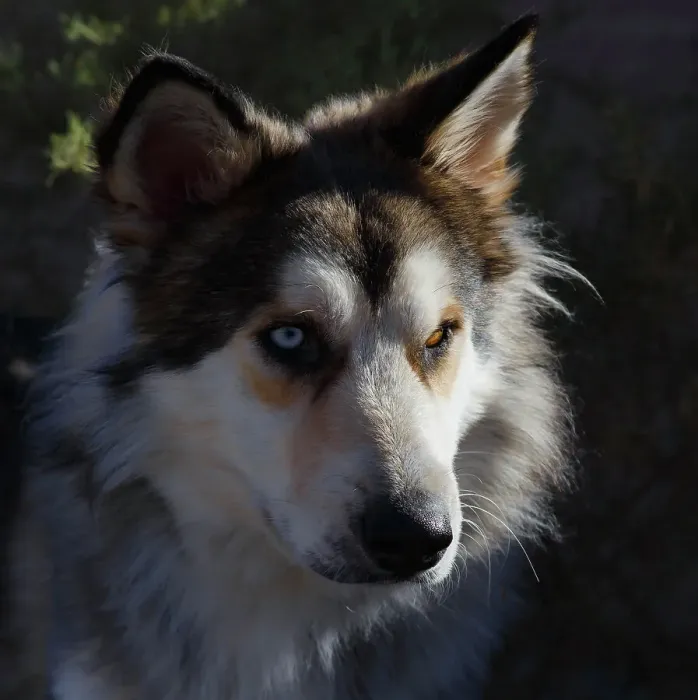 Framed Print : Portrait of rescue dog