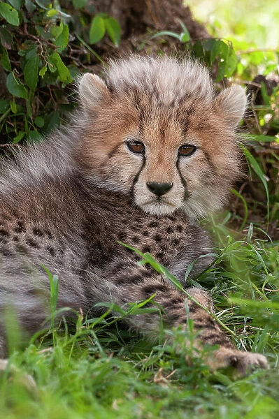 Portrait of a resting cheetah cub, Acinonyx jubatus. Masai Mara National Reserve, Kenya