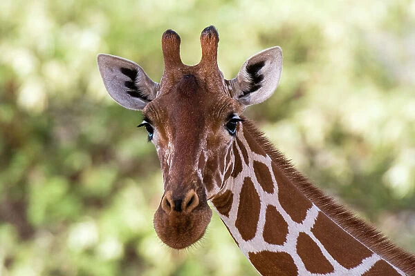 A portrait of a reticulated giraffe, Giraffa camelopardalis reticulata, looking at the camera, Kalama conservancy, Samburu, Kenya. Kenya