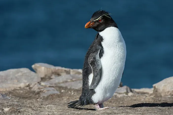Framed Print : Portrait of a rockhopper penguin, Eudyptes chrysocome. Pebble Island, Falkland Islands