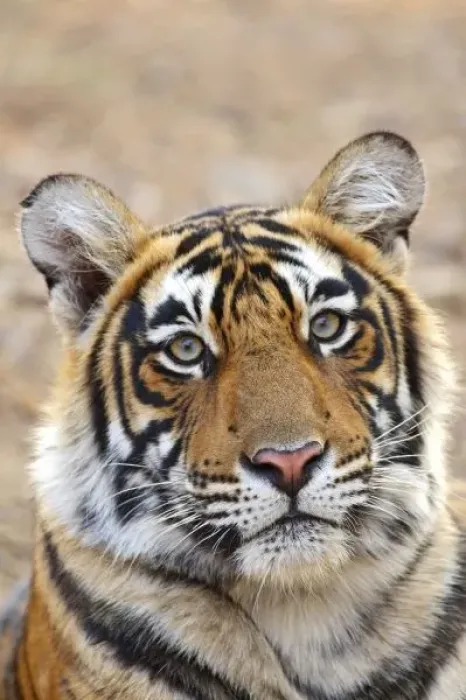 Framed Print : Portrait of Royal Bengal Tiger, Ranthambhor National Park, India Framed Print : Portrait of Royal Bengal Tiger, Ranthambhor National Park, India