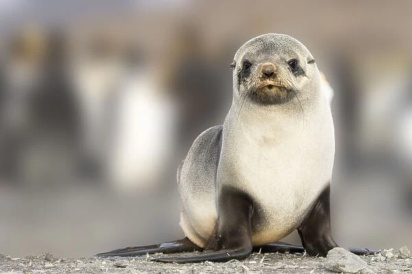 Portrait of seal pup on the beach of St. Andrews Bay, South Georgia Islands