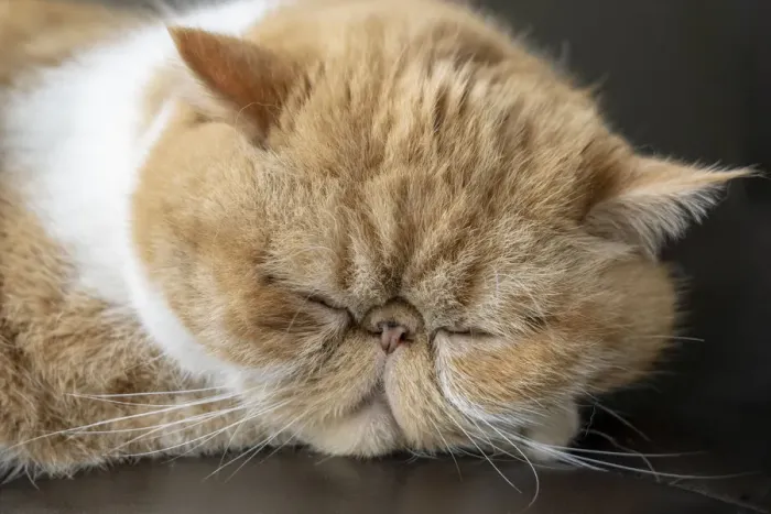 Framed Print : Portrait of a sleeping purebred exotic shorthair domestic cat