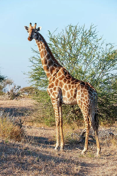 Portrait of a southern giraffe, Giraffa camelopardalis, looking at the camera. Mashatu Game Reserve, Botswana