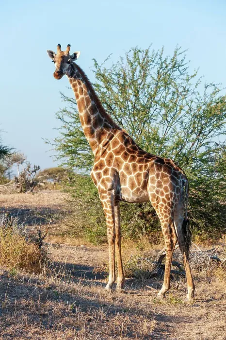 Framed Print : Portrait of a southern giraffe, Giraffa camelopardalis, looking at the camera. Mashatu Game Reserve, Botswana