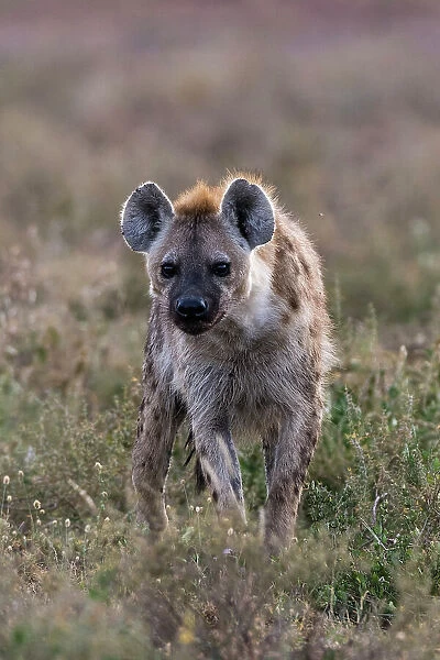 Portrait of a spotted hyena, Crocuta Crocuta. Ndutu, Ngorongoro Conservation Area, Tanzania