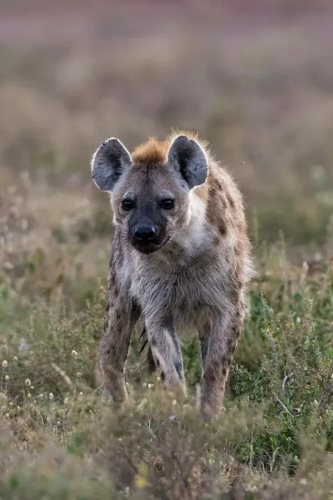 Framed Print : Portrait of a spotted hyena, Crocuta Crocuta. Ndutu, Ngorongoro Conservation Area, Tanzania Framed Print : Portrait of a spotted hyena, Crocuta Crocuta. Ndutu, Ngorongoro Conservation Area, Tanzania