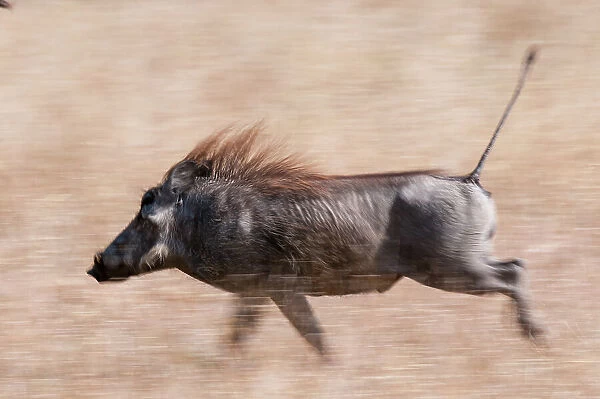 Portrait of a warthog, Phacochoerus aethiopicus, running. Mala Mala Game Reserve, South Africa