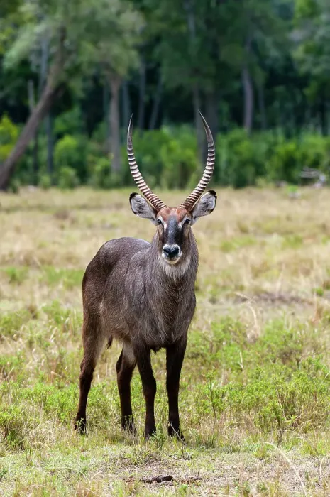 Framed Print : Portrait of a waterbuck, Kobus ellipsiprymnus. Masai Mara National Reserve, Kenya Framed Print : Portrait of a waterbuck, Kobus ellipsiprymnus. Masai Mara National Reserve, Kenya