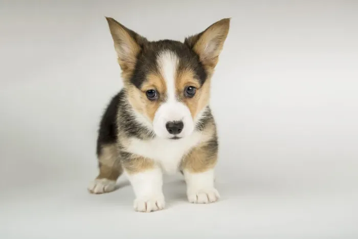 Framed Print : Portrait of eight week old Corgi puppy. (PR) Framed Print : Portrait of eight week old Corgi puppy. (PR)