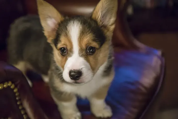 Framed Print : Portrait of eight week old Corgi puppy standing on a leather chair. (PR)