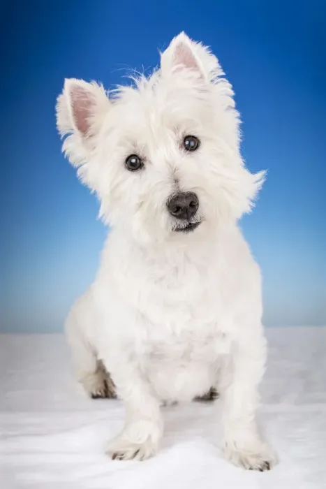 Framed Print : Portrait of a Westie in a studio setting. (PR) Framed Print : Portrait of a Westie in a studio setting. (PR)