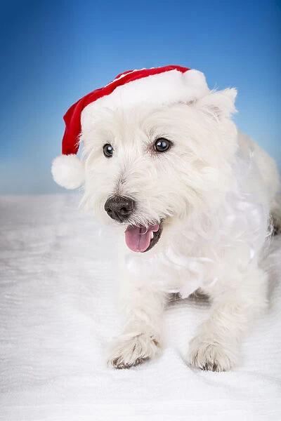 Portrait of a Westie wearing a Santa hat and beard. (PR)