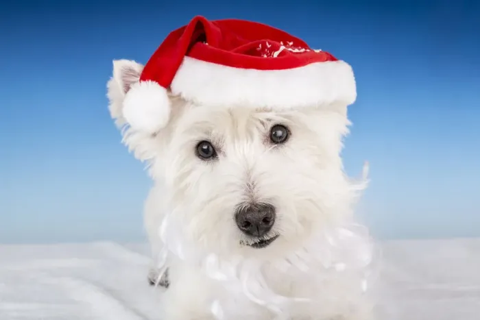 Framed Print : Portrait of a Westie wearing a Santa hat and beard. (PR) Framed Print : Portrait of a Westie wearing a Santa hat and beard. (PR)
