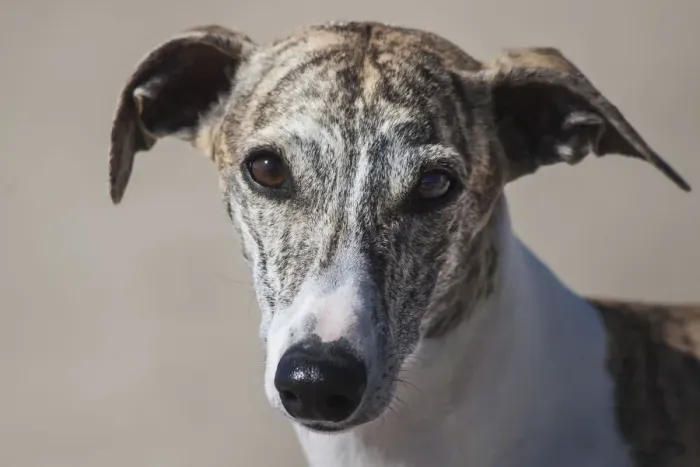 Framed Print : Portrait of a Whippet Framed Print : Portrait of a Whippet