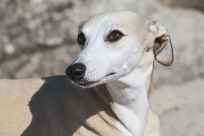 Framed Print : Portrait of a Whippet Framed Print : Portrait of a Whippet