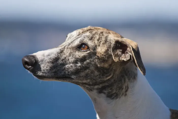 Framed Print : Portrait of a Whippet Framed Print : Portrait of a Whippet