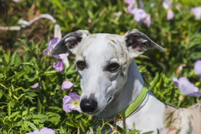 Framed Print : Portrait of a whippet (PR) Framed Print : Portrait of a whippet (PR)