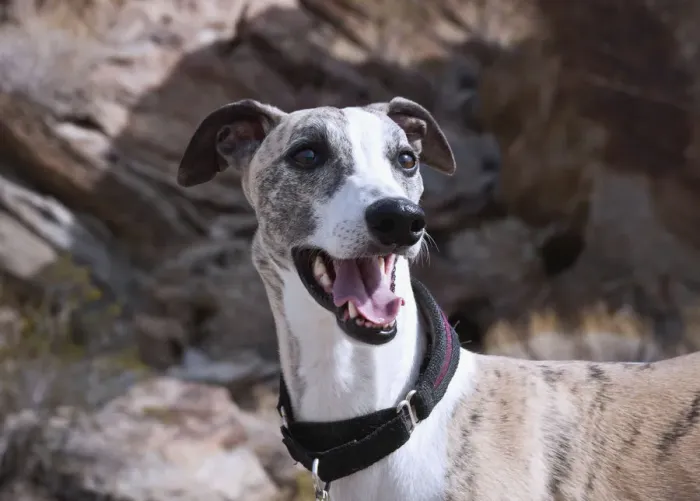 Framed Print : Portrait of a whippet (PR)