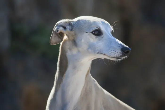 Framed Print : Portrait of a whippet (PR)