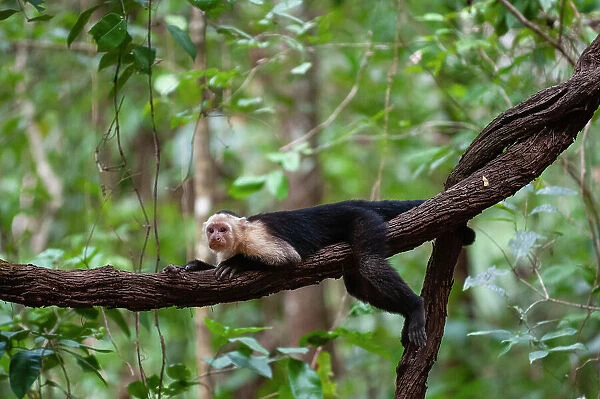 Portrait of a white-faced capuchin monkey, Cebus capucinus, lying on a vine. Curu Wildlife Reserve, Costa Rica