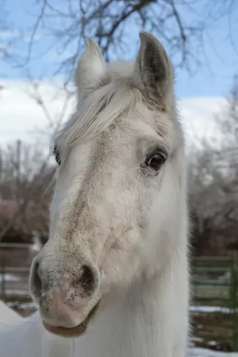 Framed Print : Portrait of a White Horse Framed Print : Portrait of a White Horse