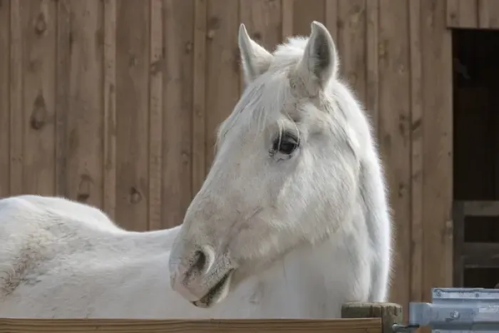 Framed Print : Portrait of a White Horse Framed Print : Portrait of a White Horse