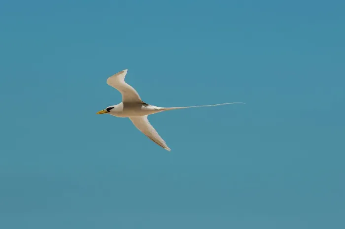 Framed Print : Portrait of a white-tailed, or yellow-billed tropicbird, Phaethon lepturus, in flight. Fregate Island, Seychelles Framed Print : Portrait of a white-tailed, or yellow-billed tropicbird, Phaethon lepturus, in flight. Fregate Island, Seychelles