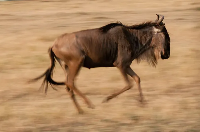Framed Print : Portrait of a wildebeest, Connochaetes taurinus, running. Masai Mara National Reserve, Kenya