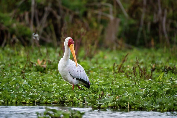 Portrait of a Yellow-billed stork, Mycteria ibis, wading through water plants on lake. Kenya, Africa